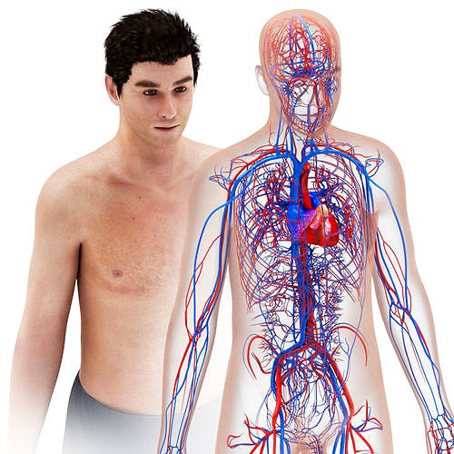 Human Cardiovascular system with  body