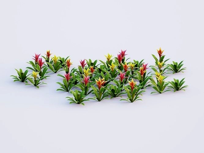 Bromeliad Tropical Flowers