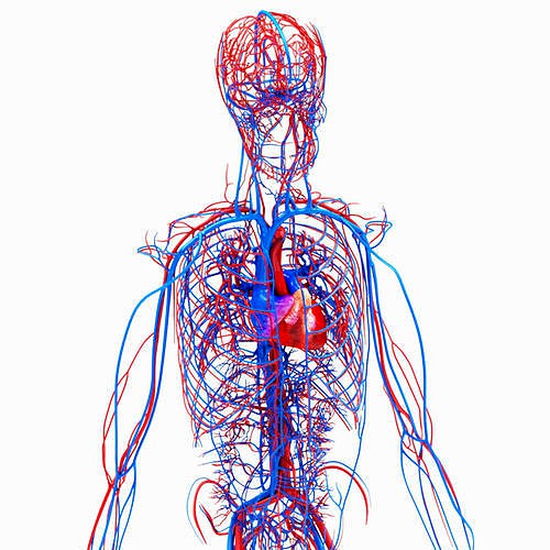 Human circulatory system