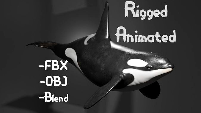 Killer Whale Orca Animated