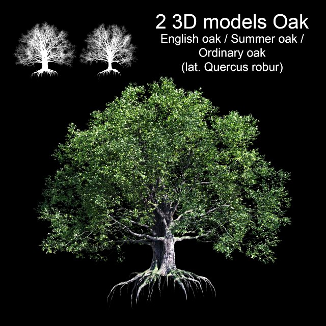 oak