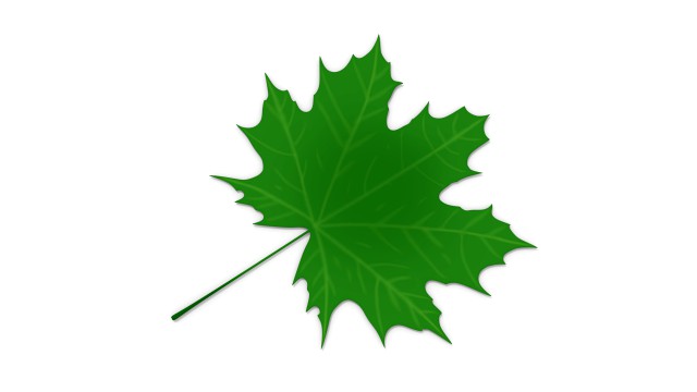 maple leaf