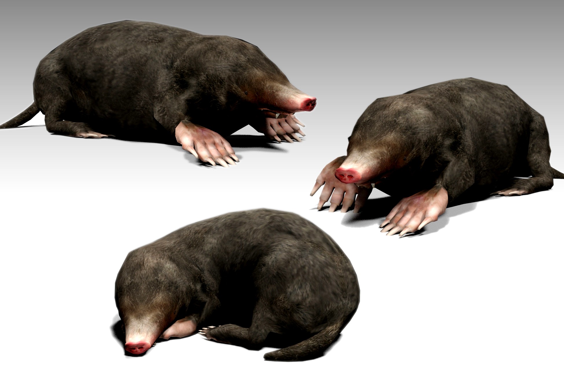 Mole