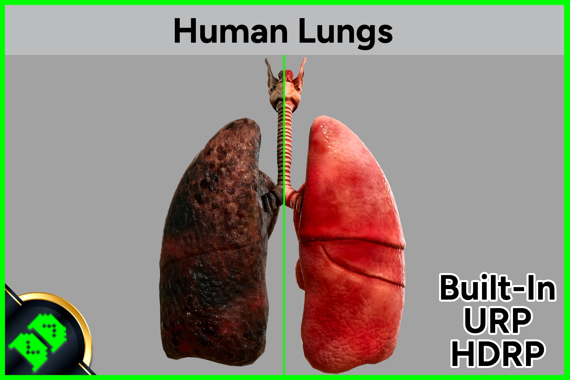 Human Lungs 3D