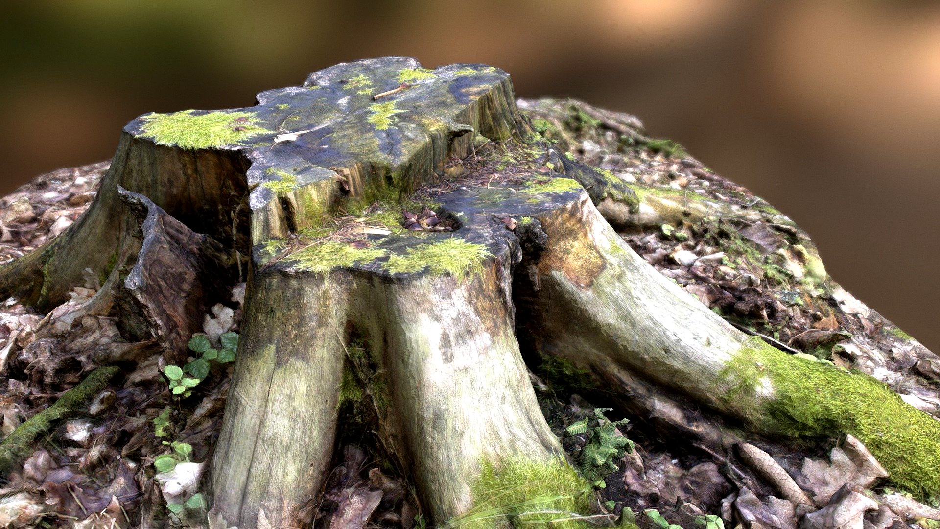 Mossy stump