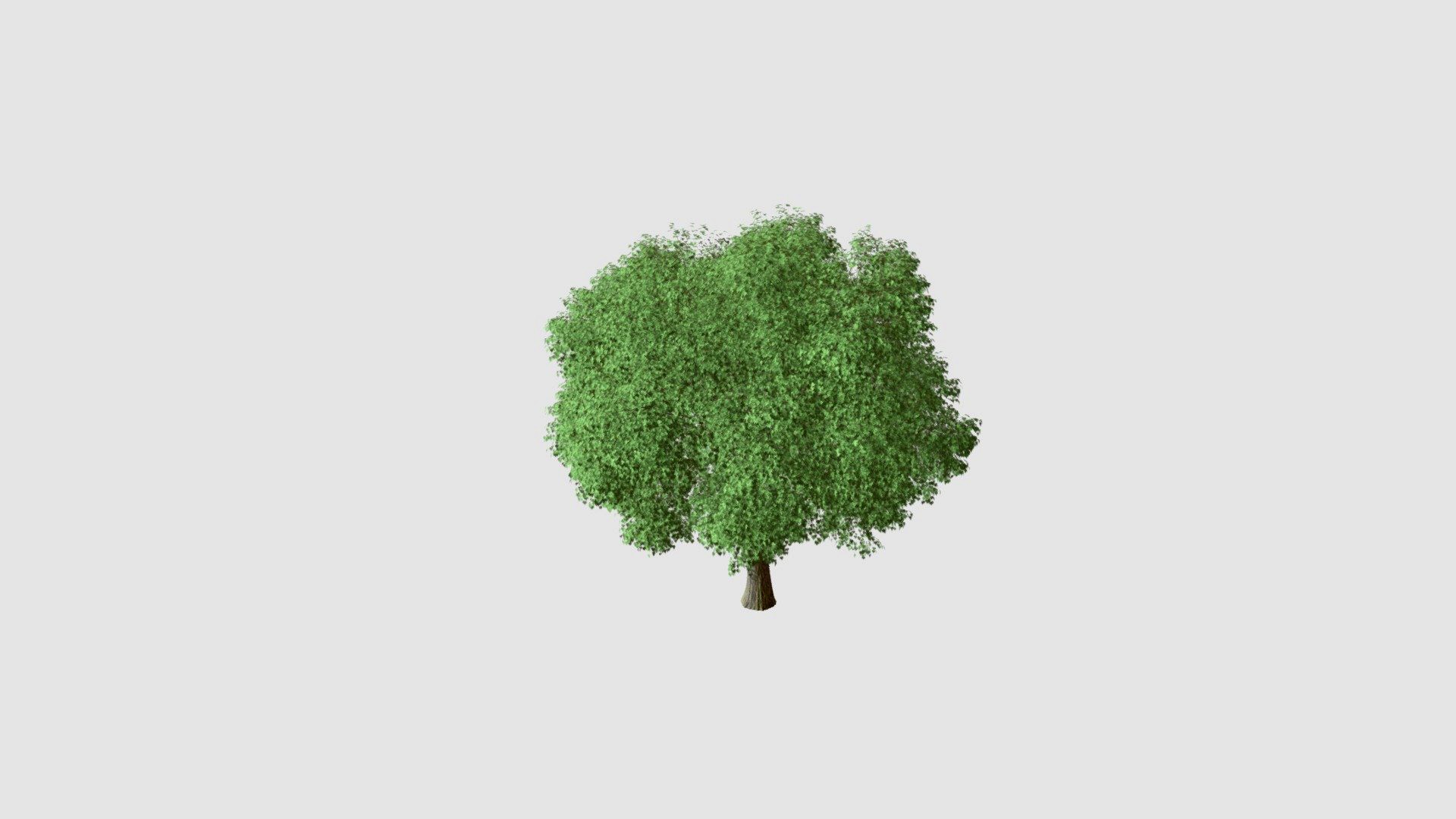 tree