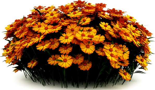 CGAxis Yellow Sneezeweed 3D Model