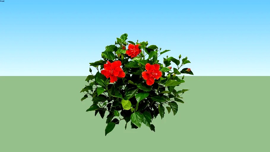 Hibiscus Red