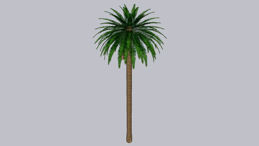 coqueiro com antena
