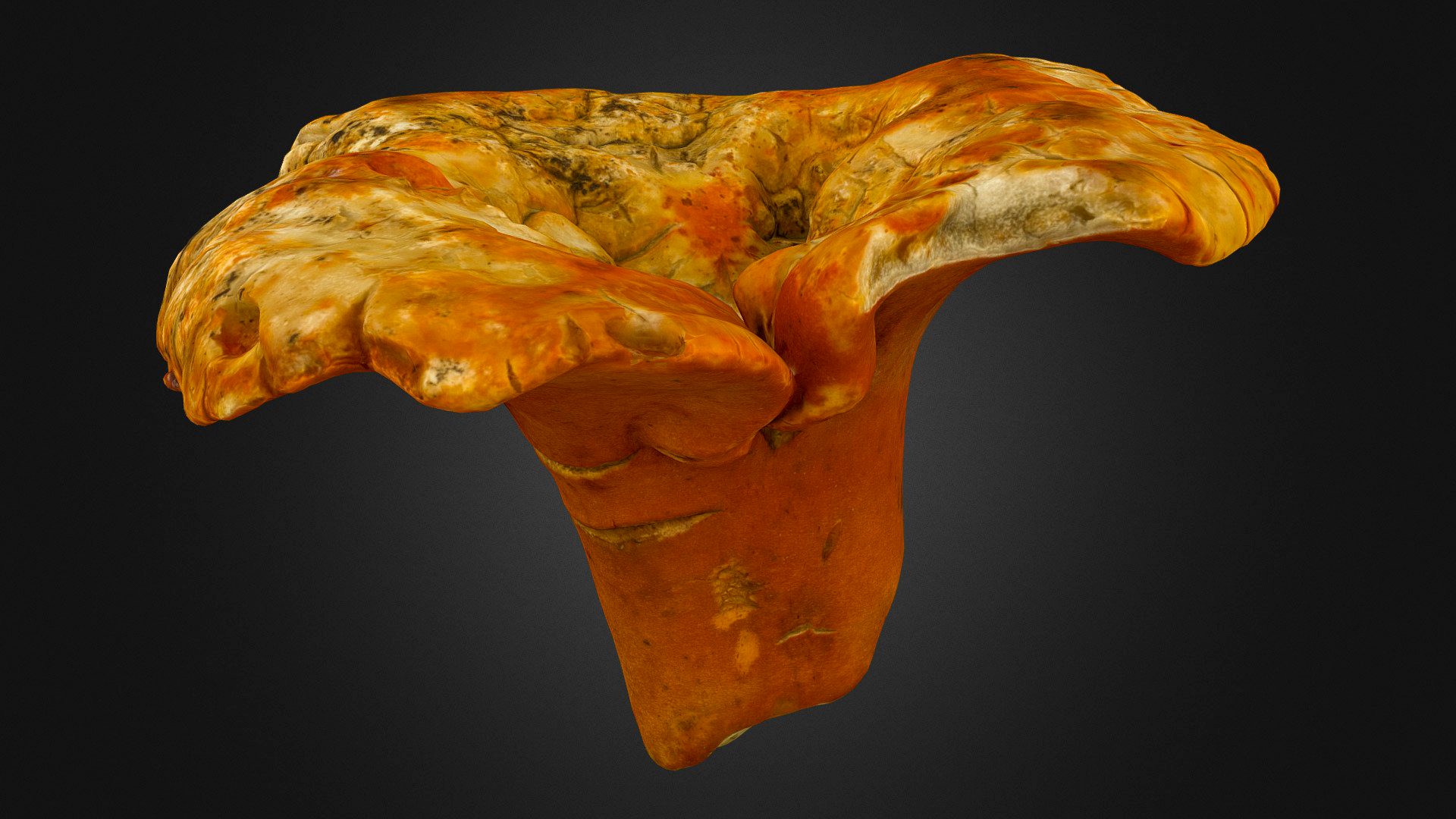 Hypomyces lactifluorum mushroom
