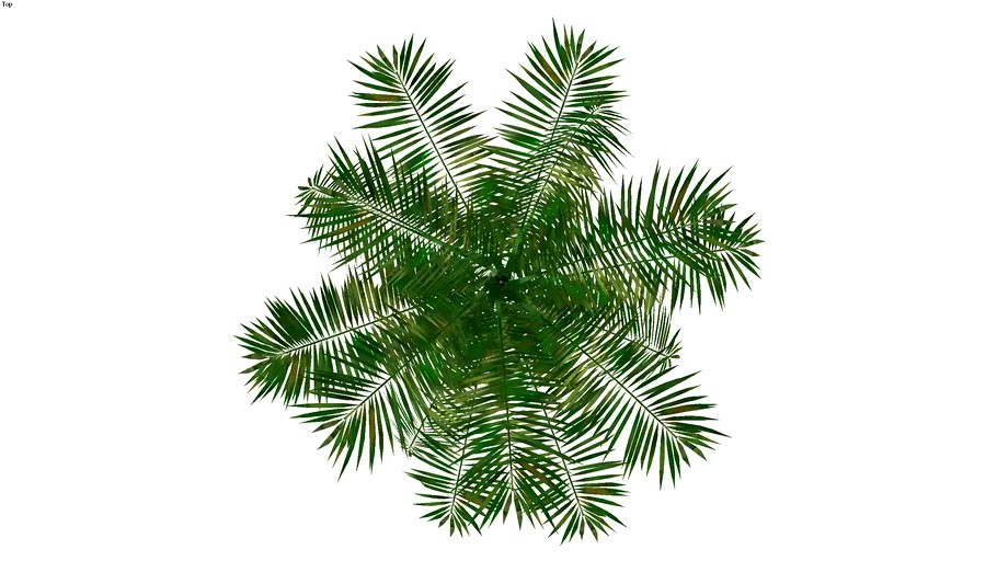 palmeira