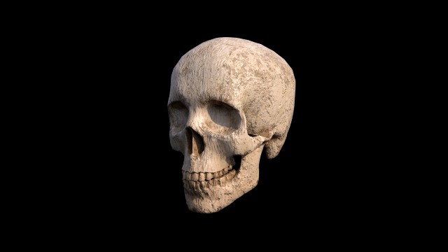 Skull