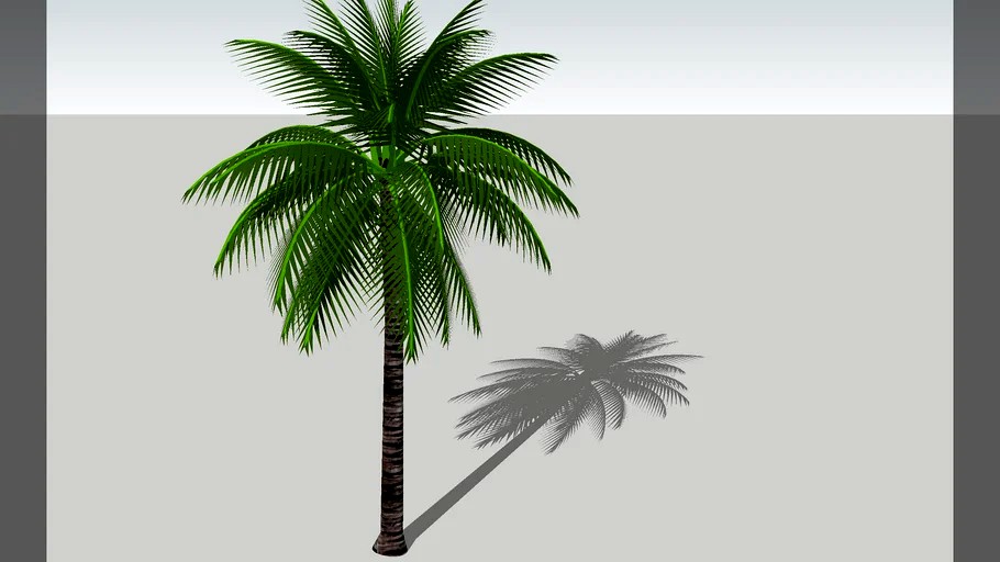 coqueiro