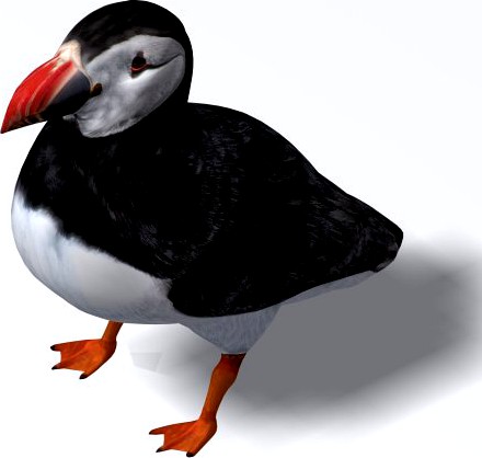 Puffin 3D Model