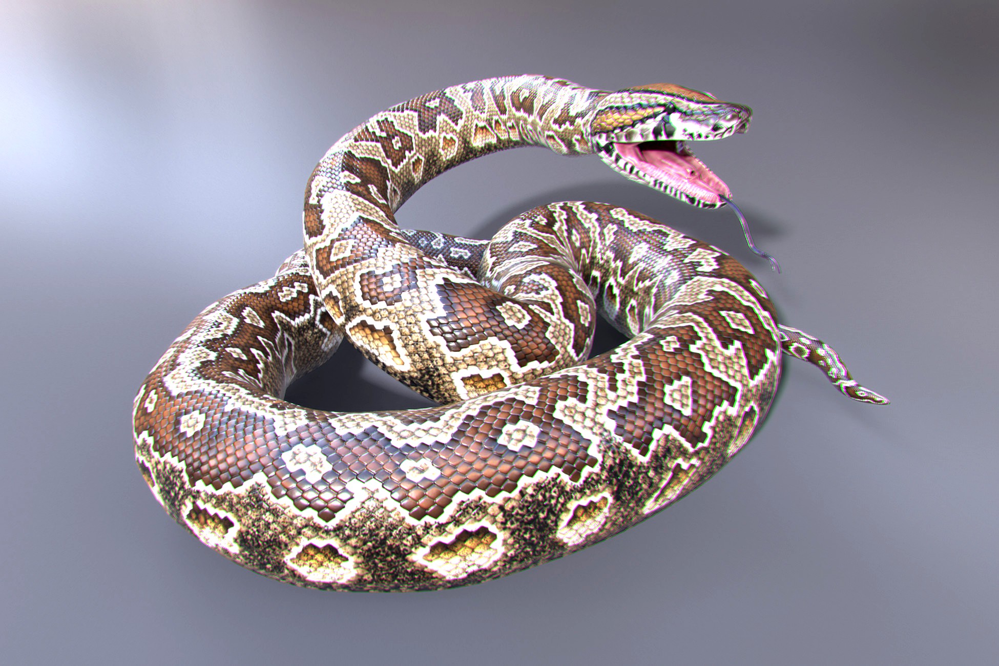 Southern African Rock Python