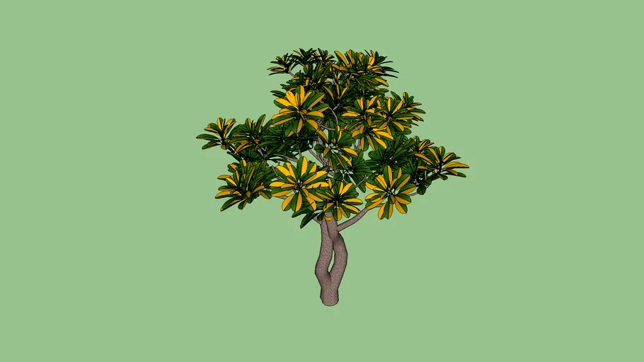 schefflera