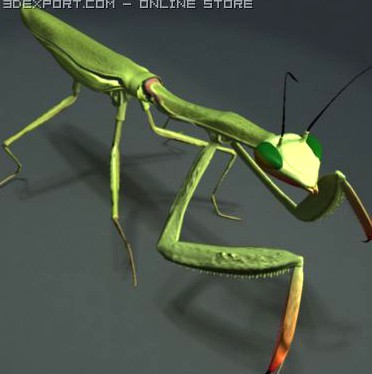 Mantis 3D Model