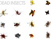 Animated flying insects Dead insects Splatters 3D Model