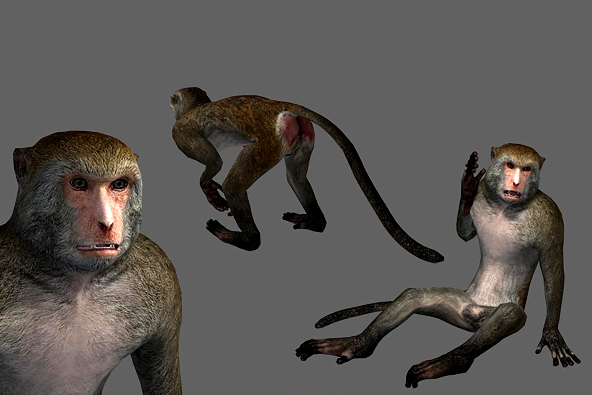 Monkey with animations