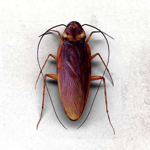 Cockroach