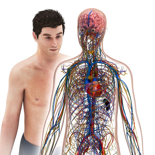 Cardiovascular lymphatic nervous Brain heart system