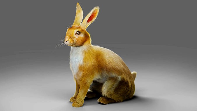 Fur Rabbit V01 Rigged in Blender