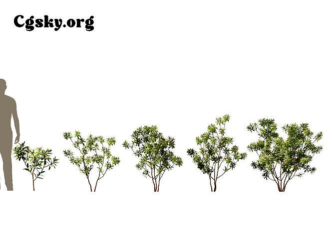 Daphne odora Marginata -Variegated Fragrant Daphne 03 Tree