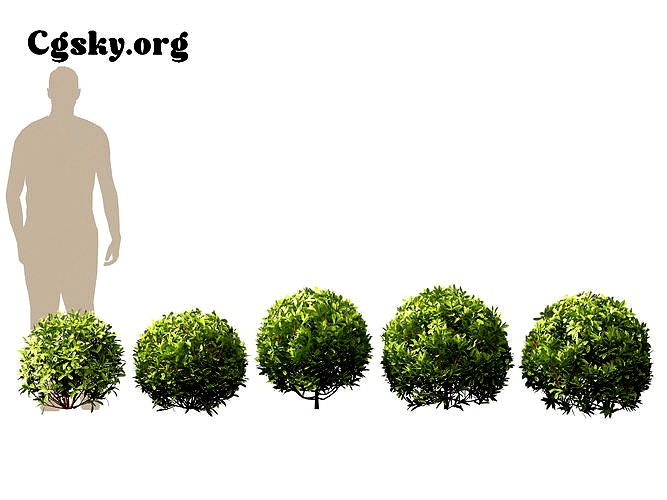 Daphne odora Marginata - Variegated Fragrant Daphne 01 Tree