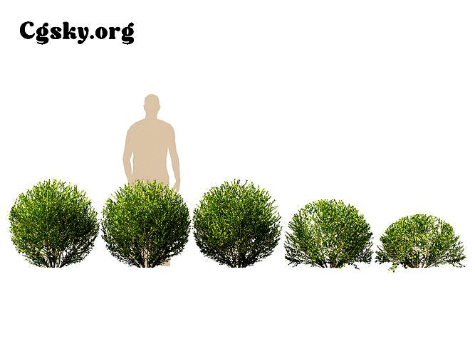 Buxus microphylla -  Japanese box 06 Tree