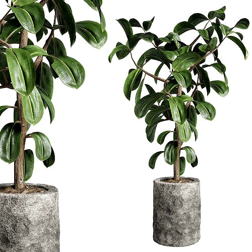 Ficus rubbery plant in stone vase  Indoor plant 263