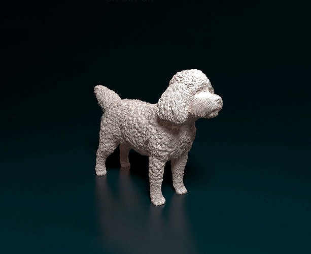 CockerPoo | 3D