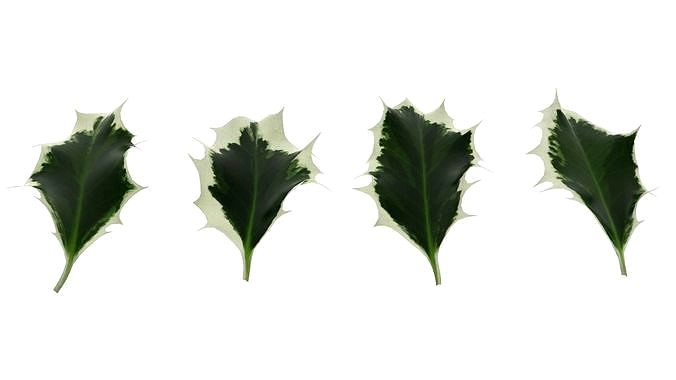 Silver Holly Leaves Ilex Aquifolium Argentea Marginata