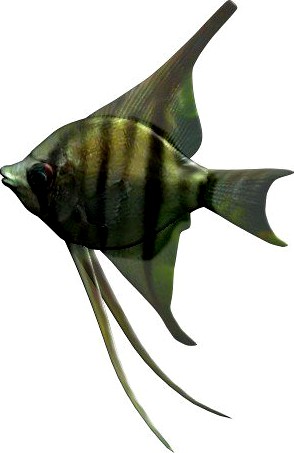 Angelfish fish 3D Model