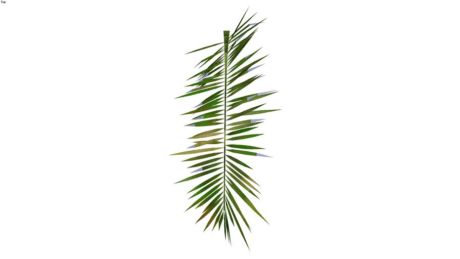 coqueiro