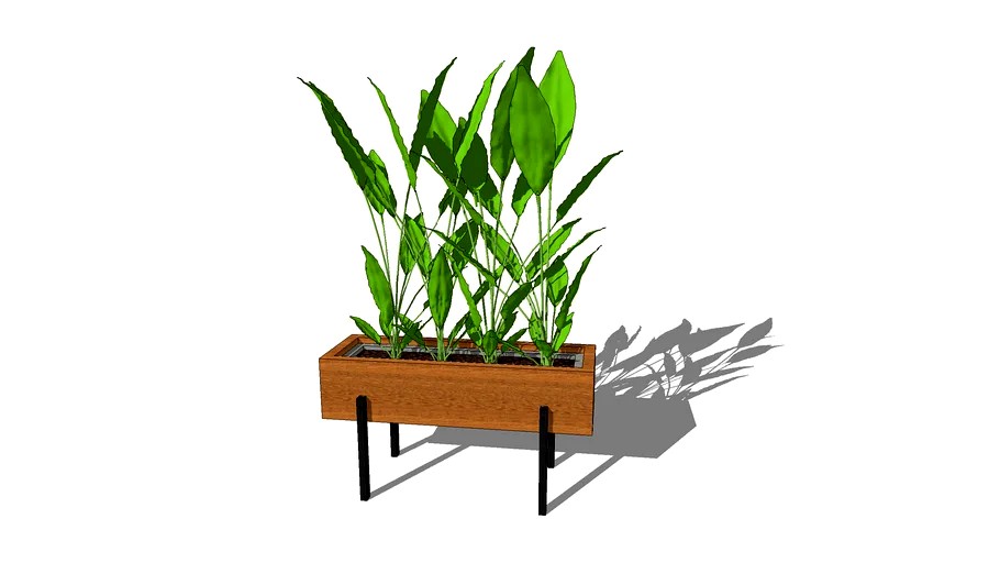 CACHEPO PLANTA