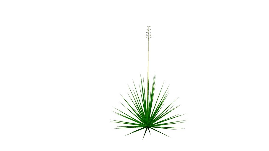 yucca