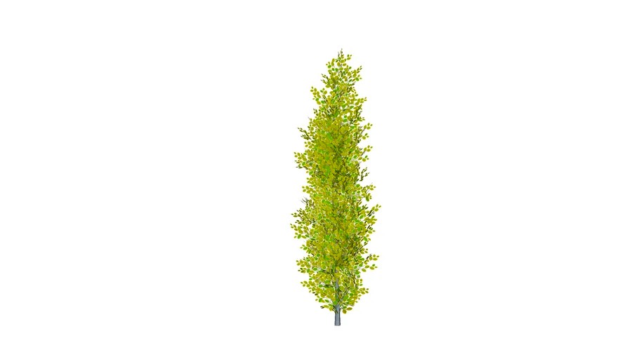 fagus sylvatica