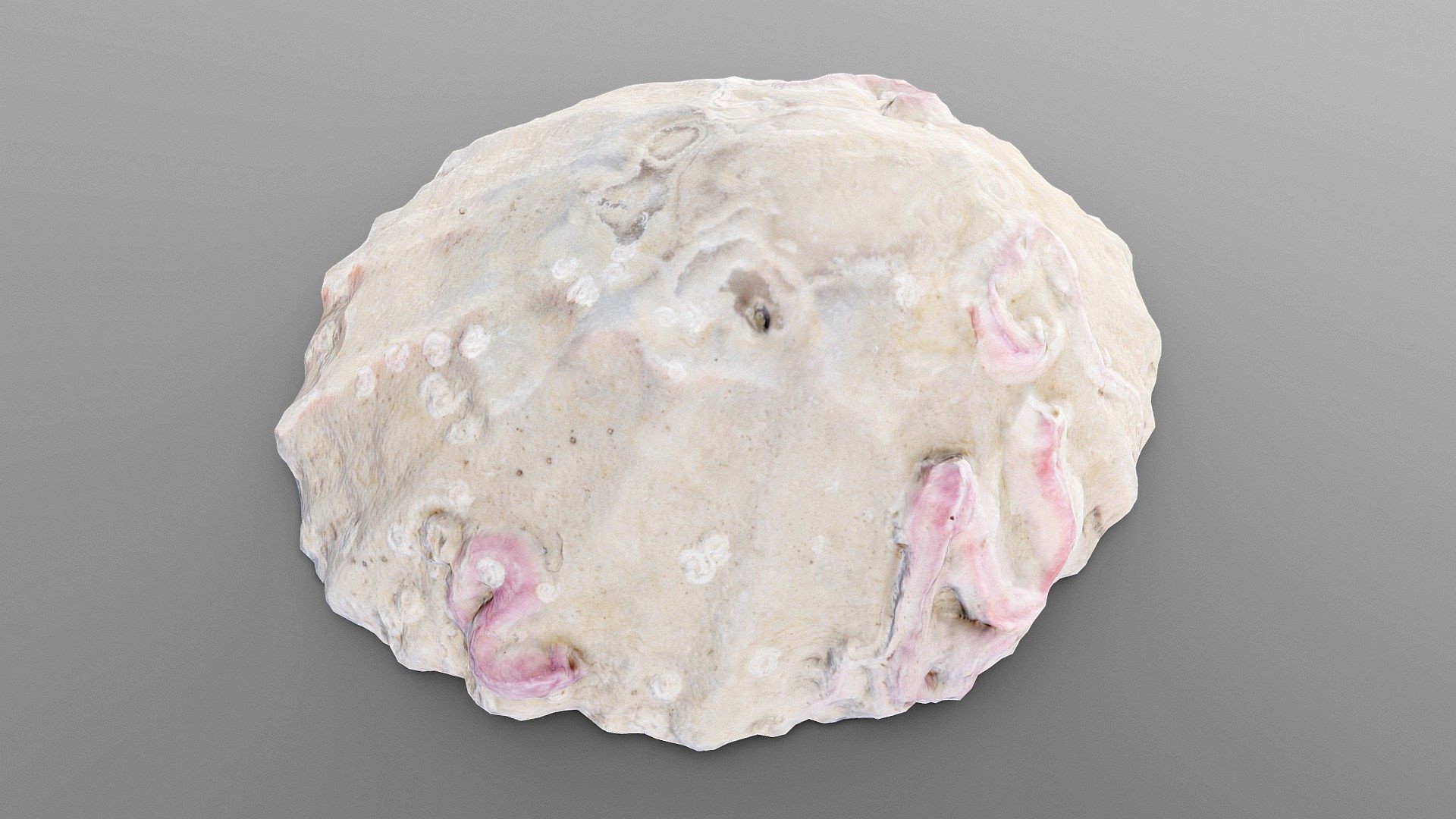 Limpet Sea Shell