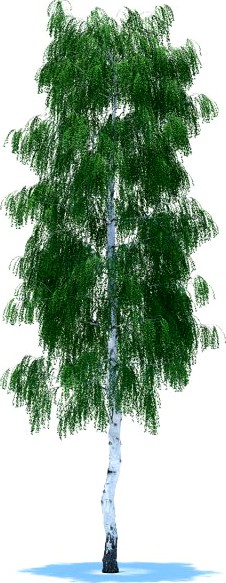 Birch 3D Model