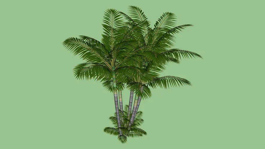 coqueiro 01