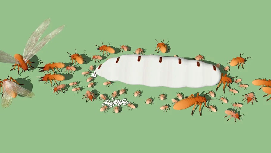 Termites