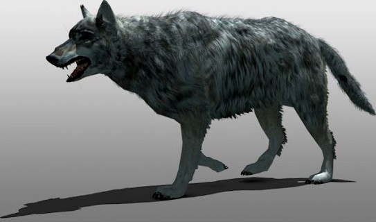 Grey Wolf 3D Model