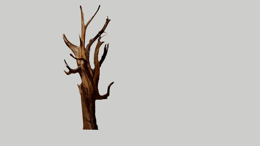 Ghost Juniper