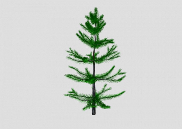 Small pine tree