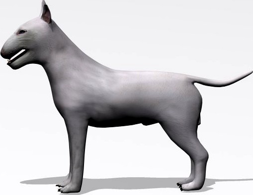 Bull Terrier 3D Model