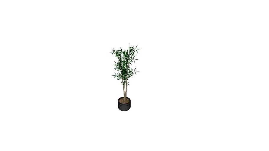 BAMBU-01