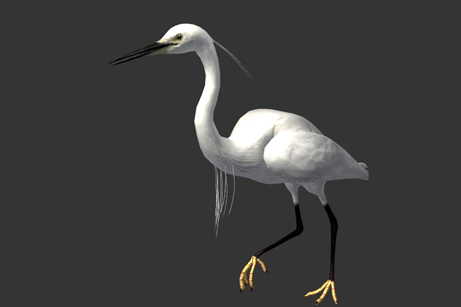 Egret with animations