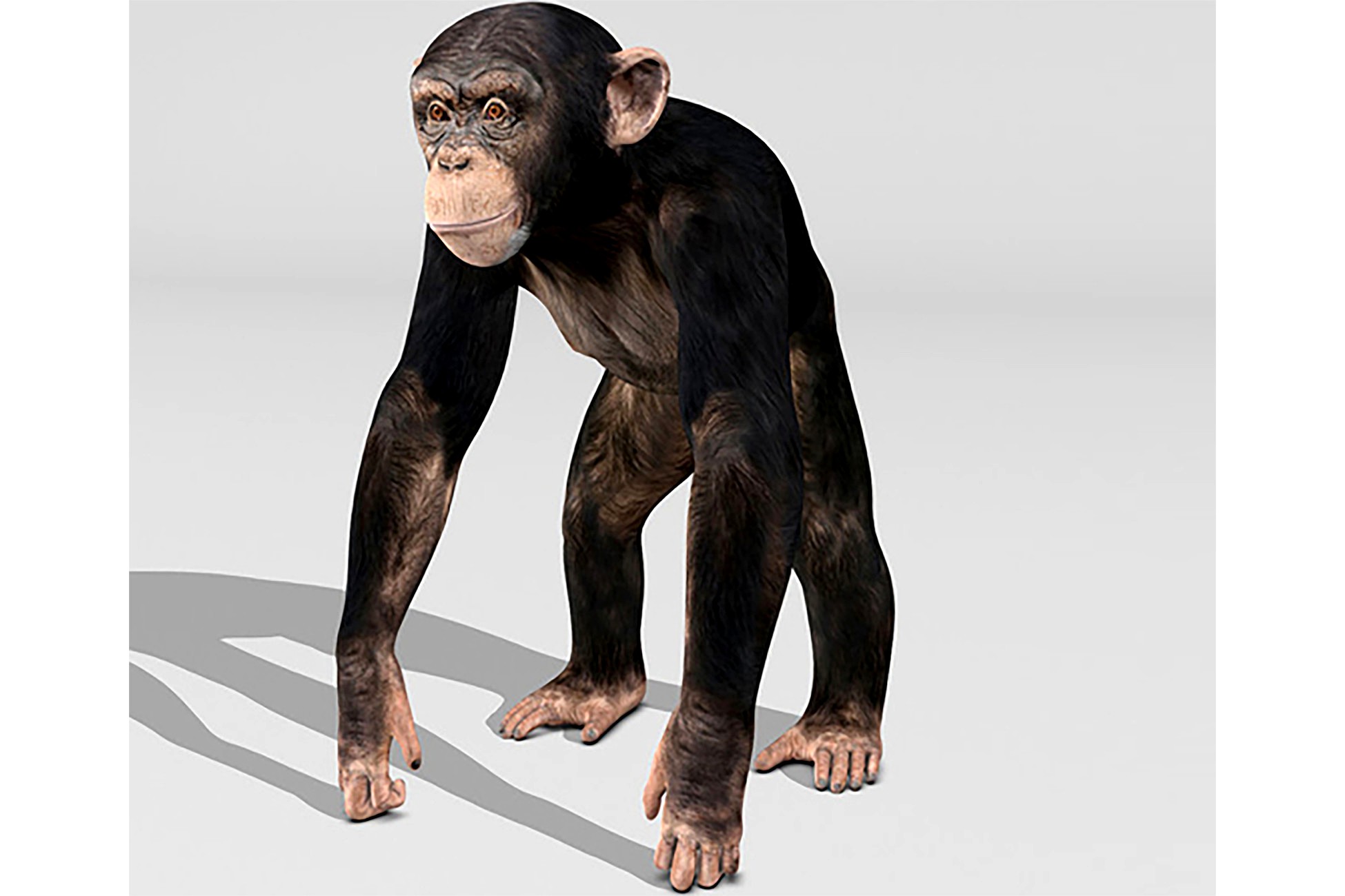 Chimpanzee with animaitons