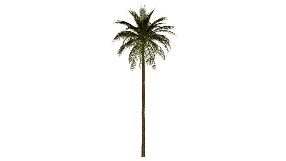 areca