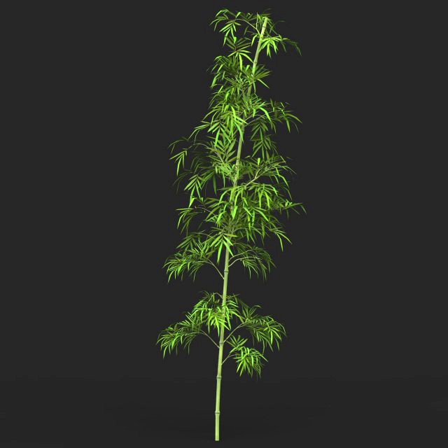 Realistic Game Ready Bamboo Tree 03